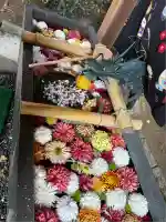 下野 星宮神社(栃木県)