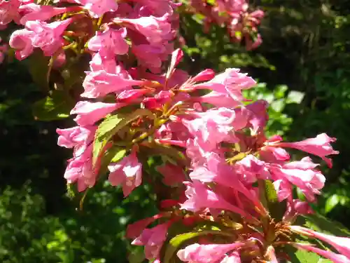 安國論寺（安国論寺）の自然