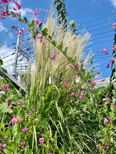 勝念寺（かましきさん）の自然