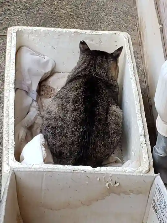 白金氷川神社の動物