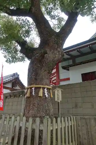 阿倍王子神社の自然