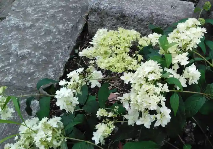 高幡不動尊 金剛寺の自然