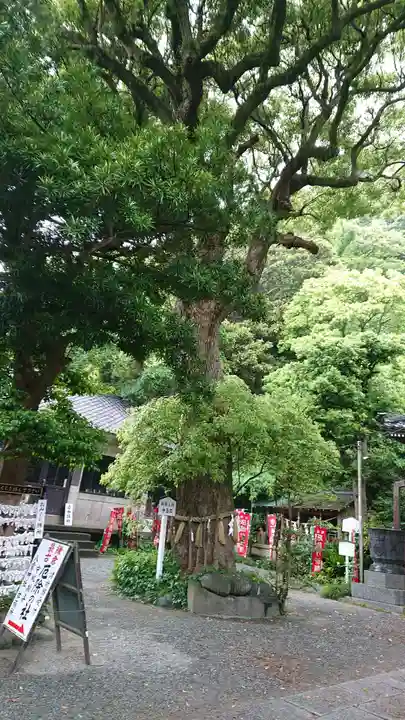 八雲神社(鎌倉・大町)の庭園