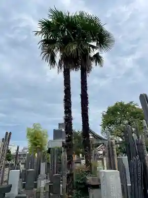 妙雲寺(東京都)