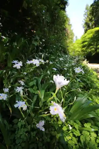 高尾山薬王院の自然