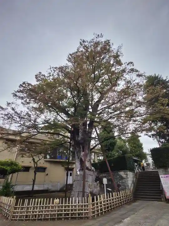 白山神社の自然