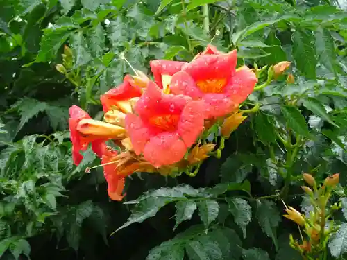 亀ケ池八幡宮の自然