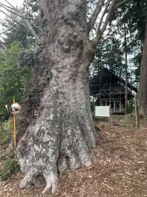 荒橿神社(栃木県)
