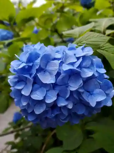 明月院(神奈川県)