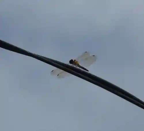 留辺蘂神社の動物