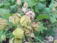 天朝井戸大師の自然