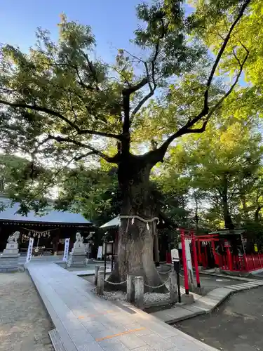 新田神社の自然