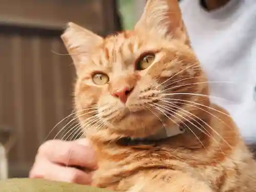 天王山 安楽寺(福井県)