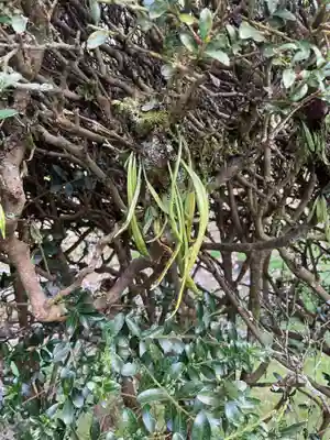 吉祥寺(岐阜県)