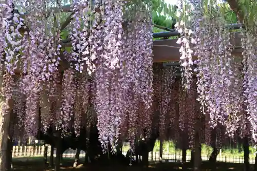 玉敷神社(埼玉県)