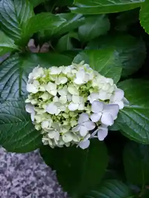 五十稲荷神社(栄寿稲荷神社)(東京都)