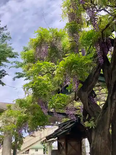 國領神社の鳥居