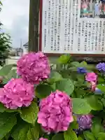 秩父札所十三番 慈眼寺の自然