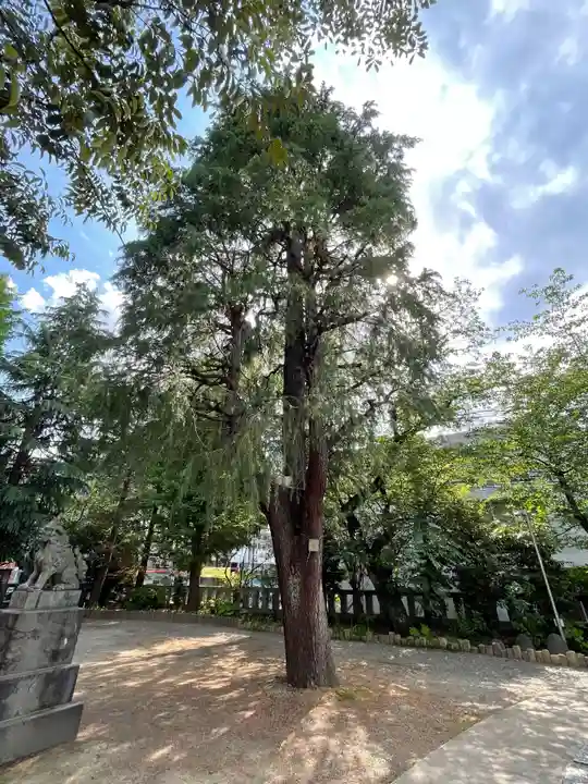 青山熊野神社の自然