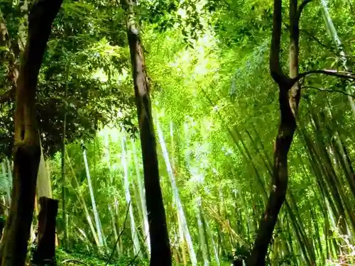 吉田杉山神社の自然