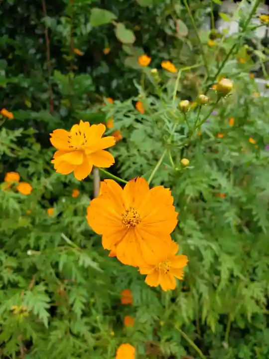 鷺宮八幡神社の自然