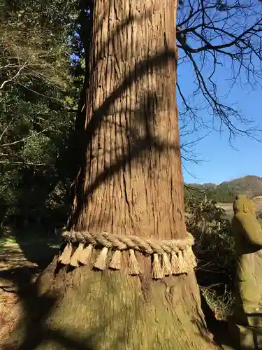 下野八幡大神社の自然