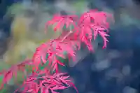 尻岸内八幡神社の自然