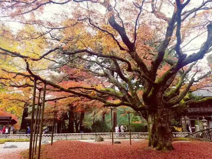千如寺大悲王院の自然