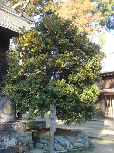 橘樹神社の自然