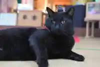 高司神社〜むすびの神の鎮まる社〜の動物