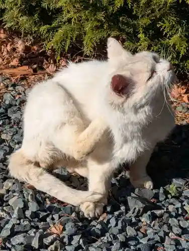 盛岡八幡宮(岩手県)