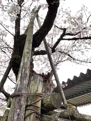 八大白龍大神の自然