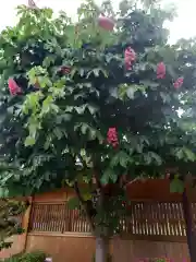 新潟縣護國神社の自然