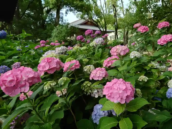 藤森神社の自然