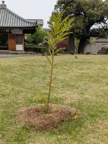 正光寺(東京都)