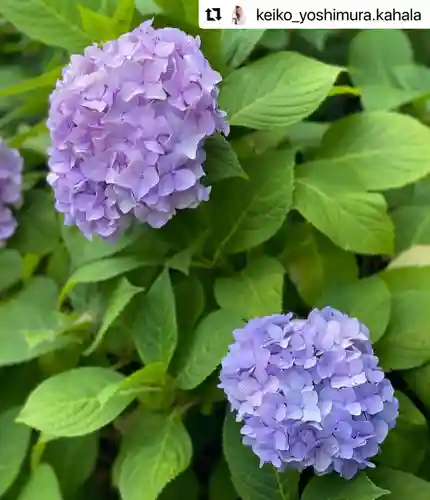 普門寺(切り絵御朱印発祥の寺)の自然