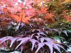 立志神社の自然