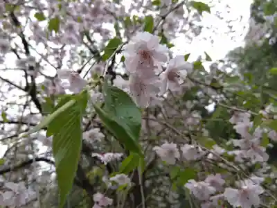 白山神社(福井県)