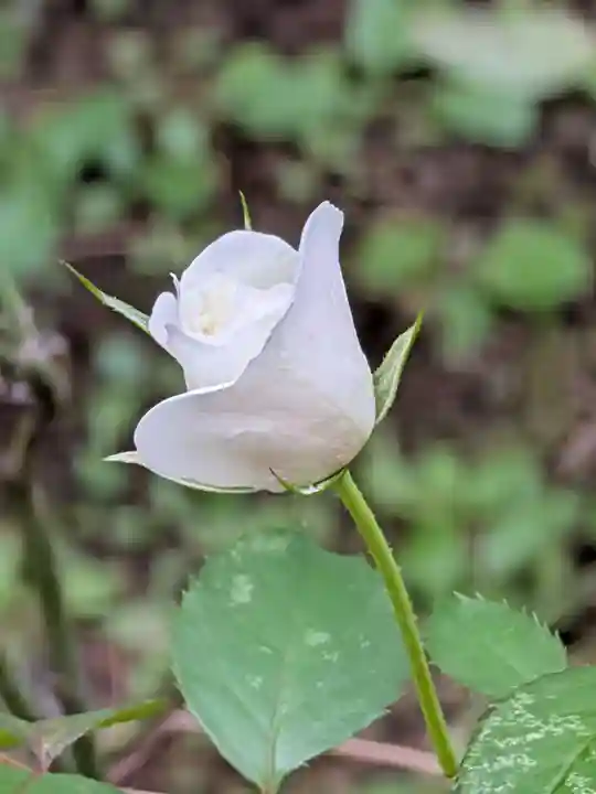 乃木神社(東京都)