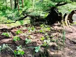 土津神社｜こどもと出世の神さまの自然