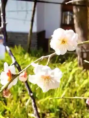 成願寺(東京都)