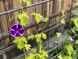 伊勢の国 四天王寺の自然(2021年09月13日(月) 08時56分29秒投稿)