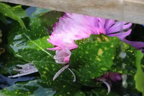 豊景神社の手水舎