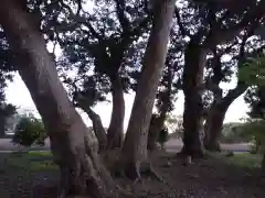 國神神社の自然