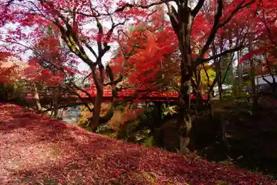 養父神社の自然