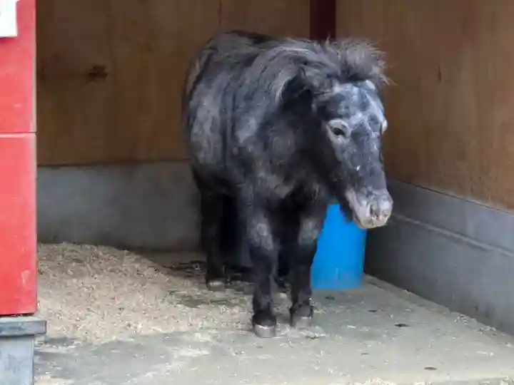 神田神社(神田明神)の動物