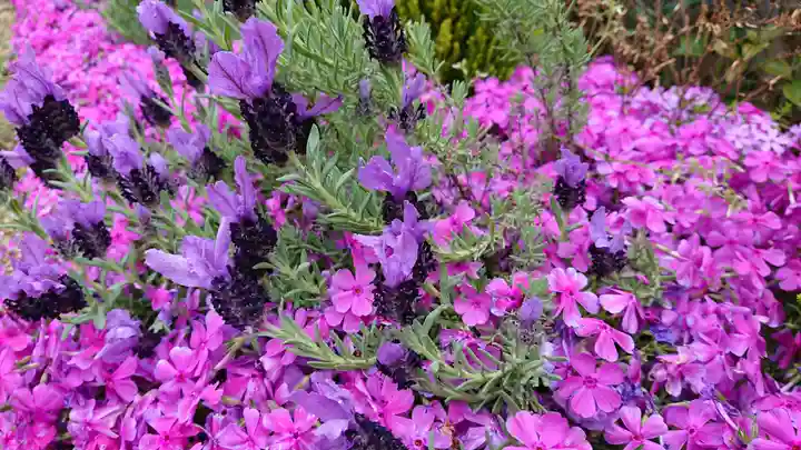 寿量山 速成寺の庭園
