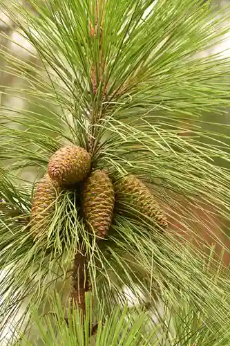 忌部神社の自然