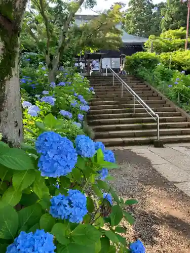 本土寺(千葉県)