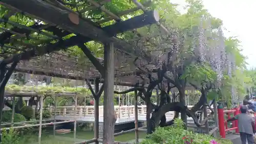 亀戸天神社の庭園